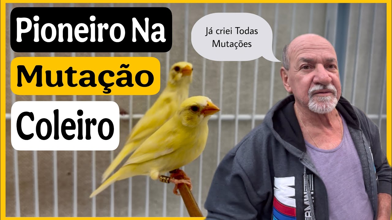 🔝 Primeiro Criador de Mutação de Coleiro Papa-Capim no Brasil! 🐦