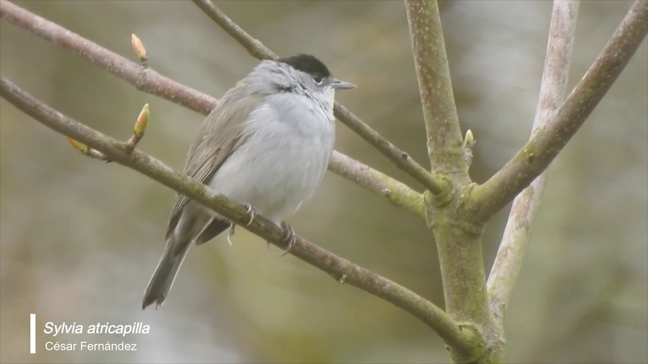Curruca capirotada (Sylvia atricapilla)
