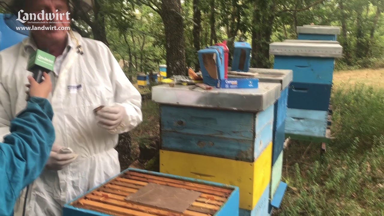 Mbrojtja e bletëve kundër varroas (rriqrës)