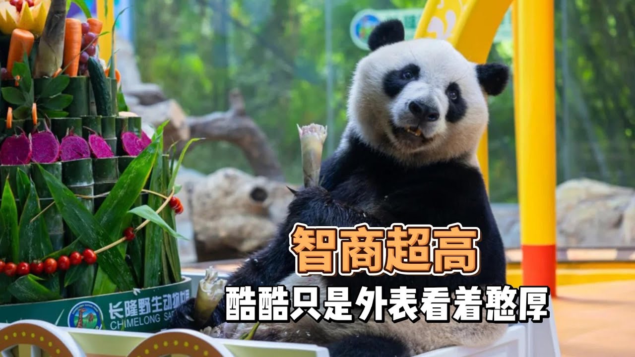 那些黑子说我们酷酷是傻大个的，酷酷的智商超高，只是外表长得憨憨的而已