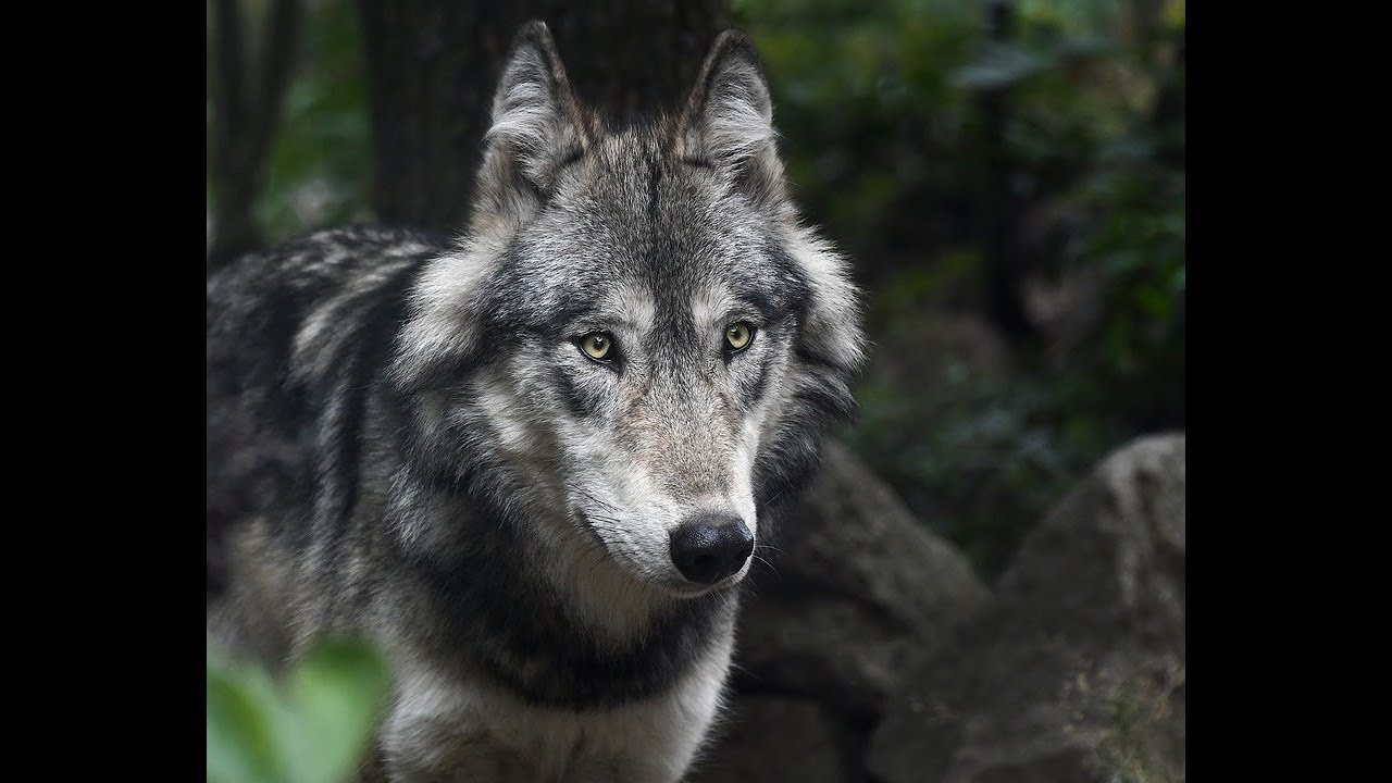 Sidebar Twitter Space - Wolf Wars