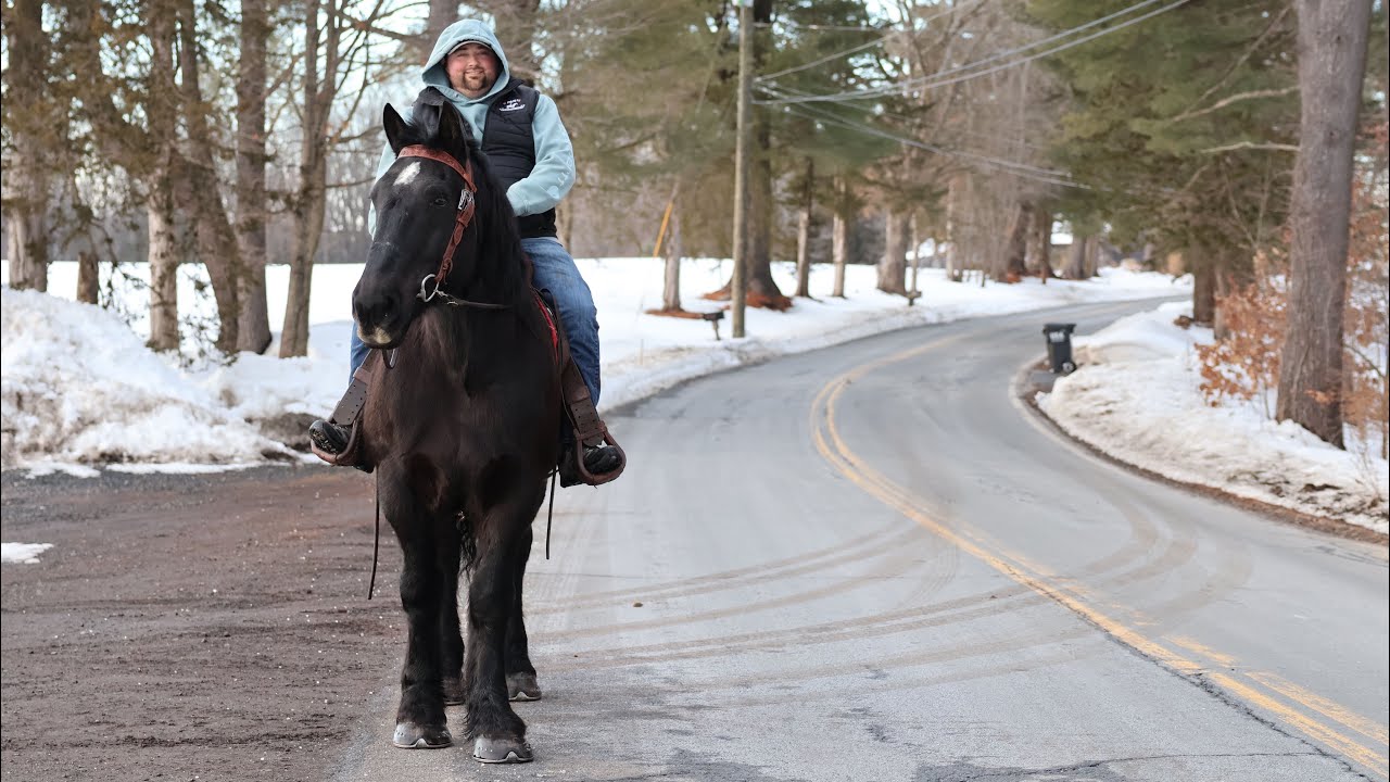 Odin | 16 HH | 11 YRO | Draft X | Gelding