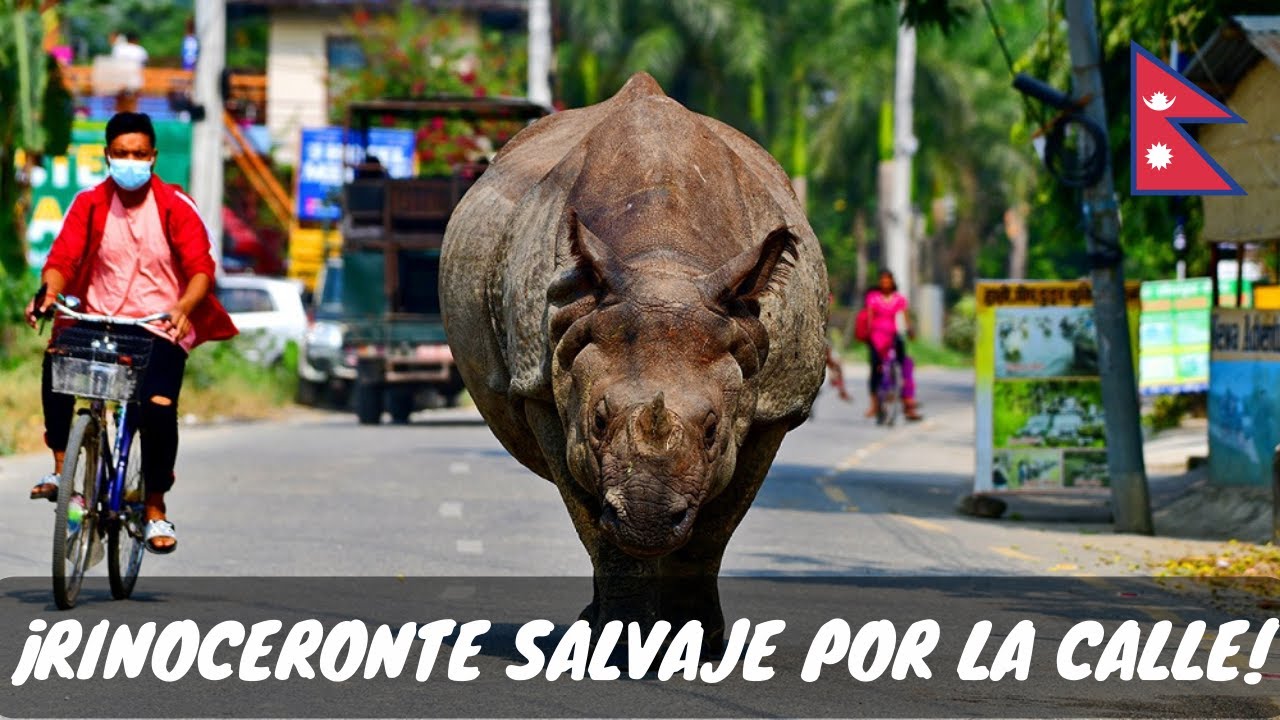 LA NEPAL MAS SALVAJE Y AUTÉNTICA... ¡Rinoceronte suelto, elefante se escapa y más! 🇳🇵