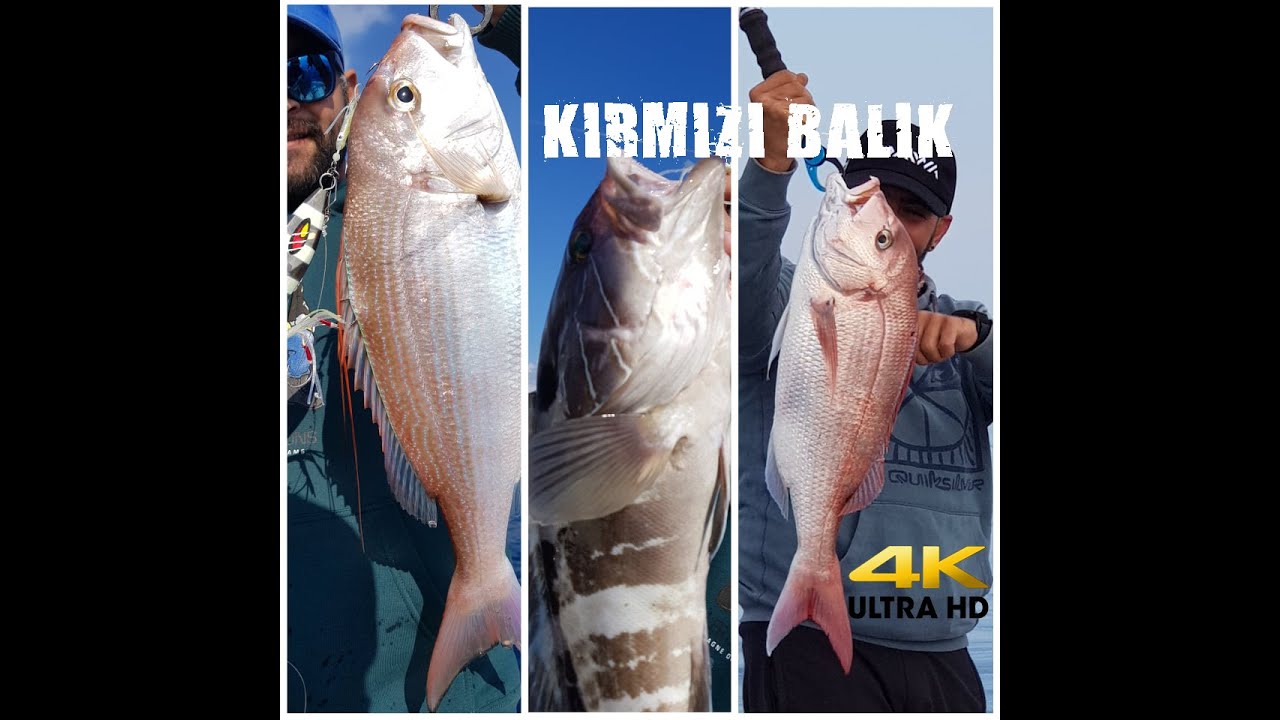 Denizlerin Prensesi Trança, Antenli Mercan Grida Ve Kuzu Avları Antalya Jigging Daiwa Mr Slow