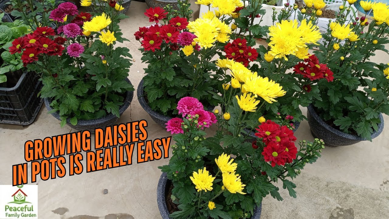 How to Grow Chrysanthemums at Home| Easy & Beautiful Flowers