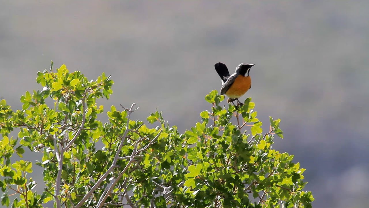 White throated robin song אירניה שר