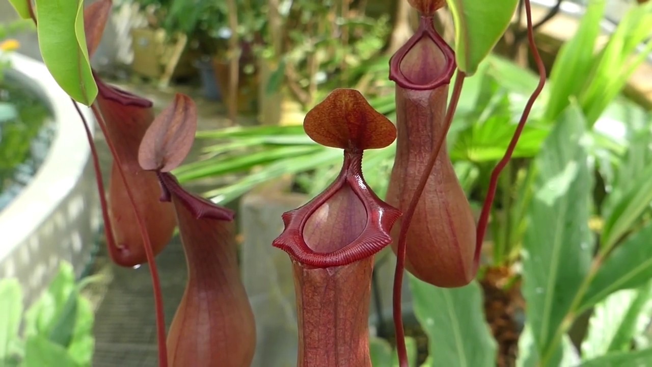 Botaniska trädgården - Köttätande kannrankor i Tropiska växthuset