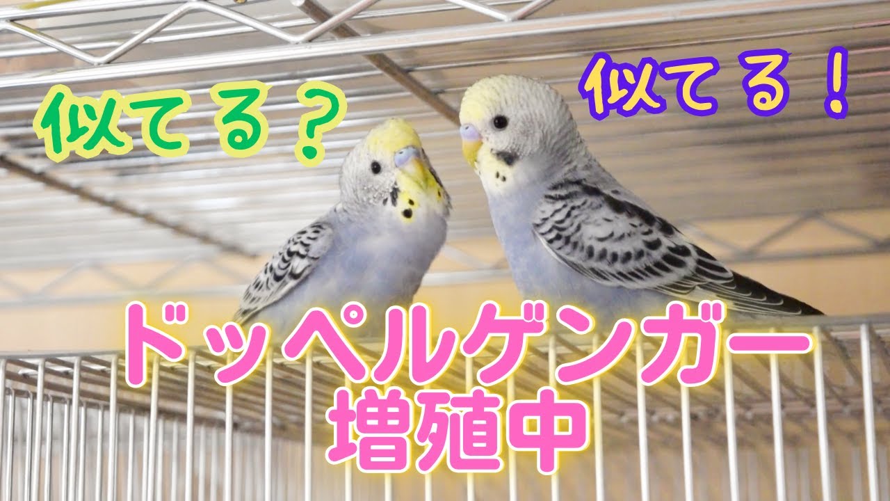 似たのが４羽いるセキセイインコ