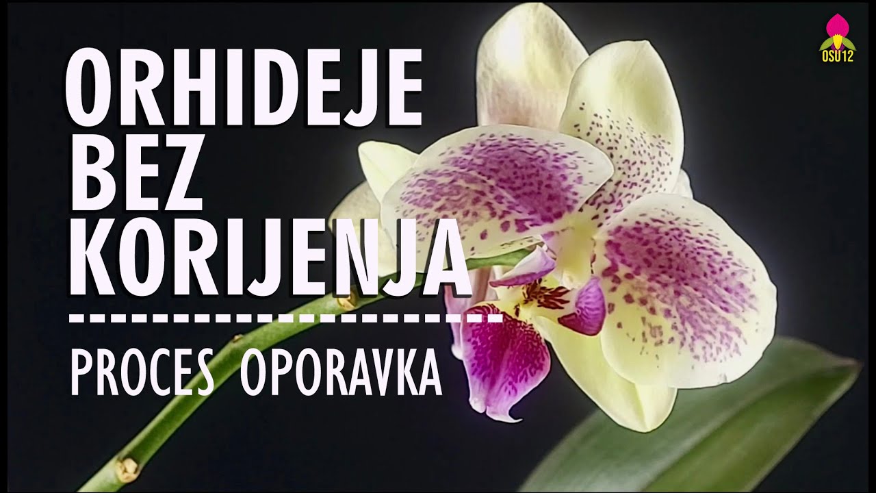 ORHIDEJA BEZ KORIJENA - PROCES OPORAVKA