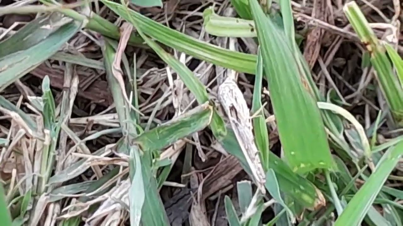 Beautiful Green Grasses Slideshow, Beautiful Grasses With Afternoon Cricket, Green Grass Nature