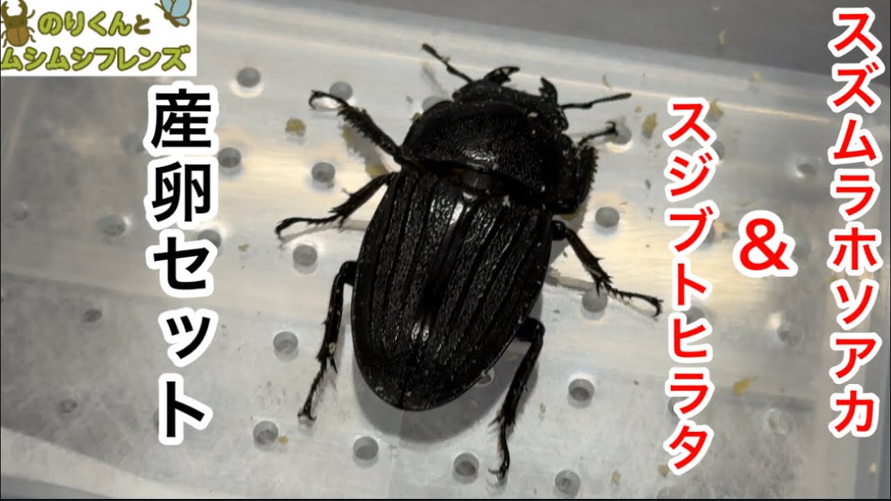 スズムラホソアカとスジブトヒラタの産卵セット#昆虫 #カブトムシ #クワガタ #昆虫ショップ #子供 #昆虫探し #カマキリ #こども #ビートルジャンボ#産卵セット