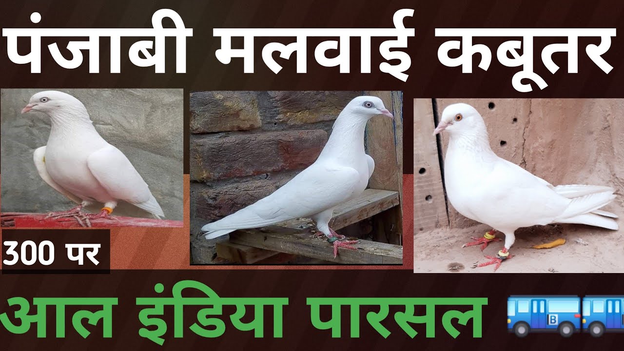 Dasna kabutr Markit |Dasna pigeon |Dasna ke Saste Kabutr Bajar |24/02/25
