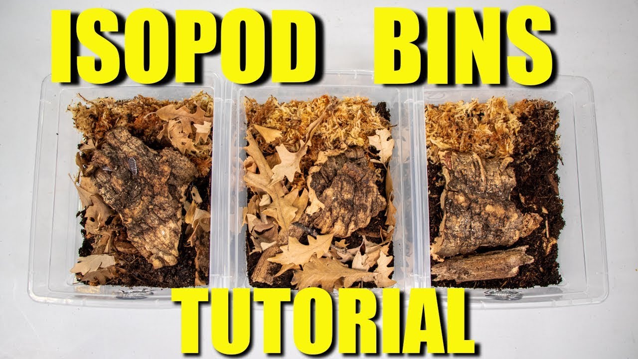 MAKING BINS FOR YOUR ISOPODS!! | How to culture Isopods