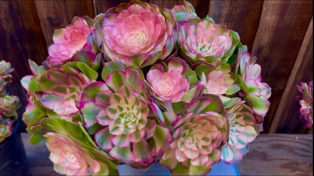 1/28/26 SUCCULENTS FOR SALE | BÁN SEN ĐÁ ĐẸP | Lele: 408 883 5495