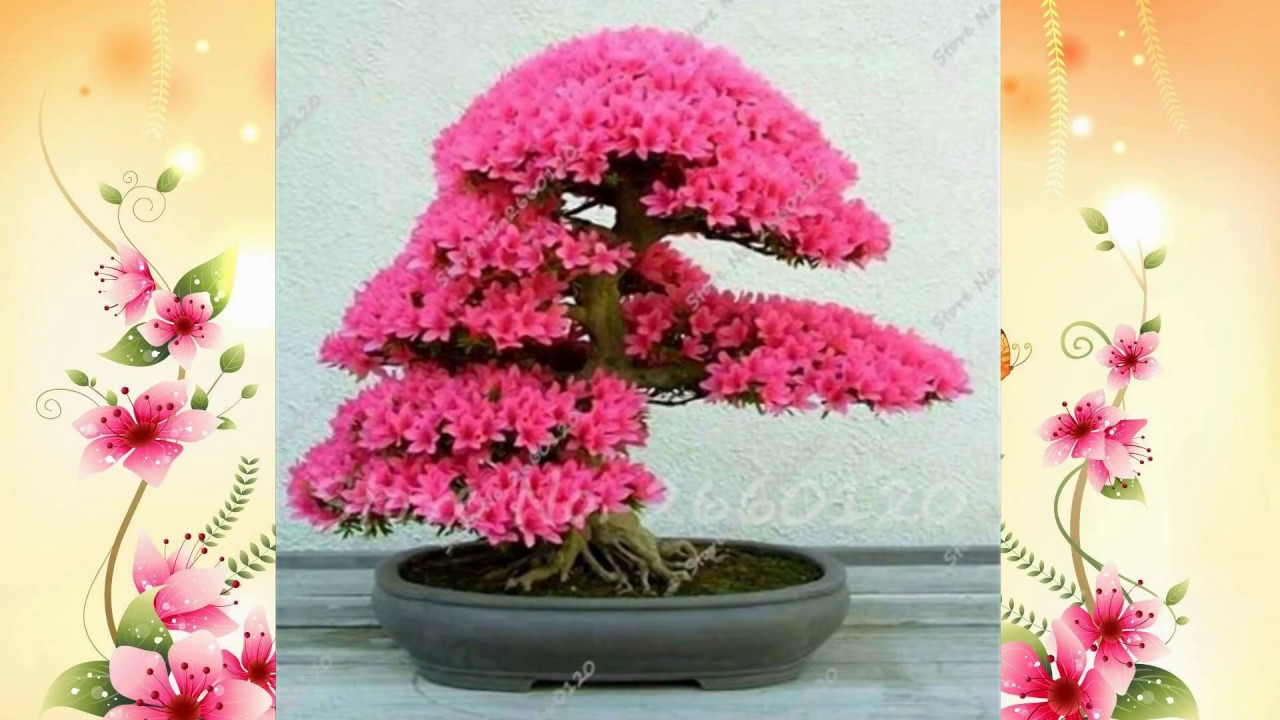 Rhododendron bonsai (HD1080p)