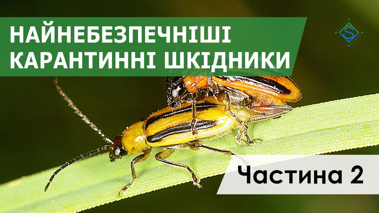 НАЙНЕБЕЗПЕЧНІШІ КАРАНТИННІ ШКІДНИКИ + ДІАБРОТИКА / СуперАгроном