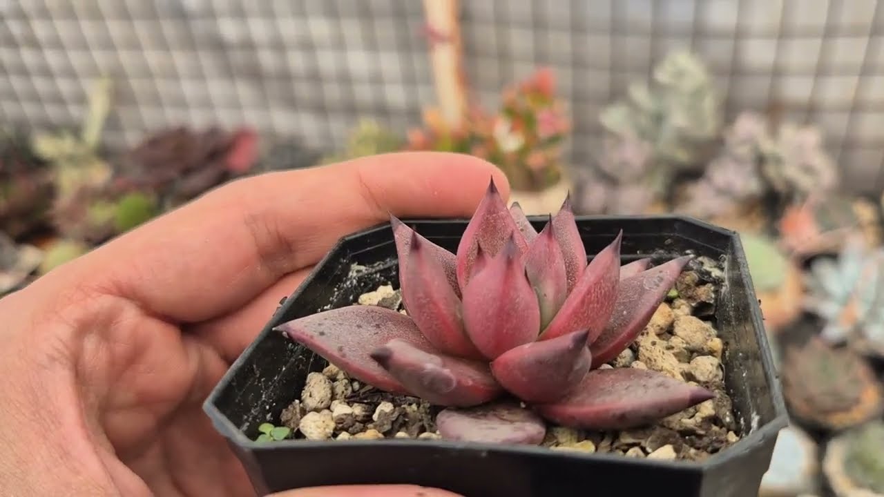 Mi colección de Agavoides (Tips y recomendaciones). 🌿