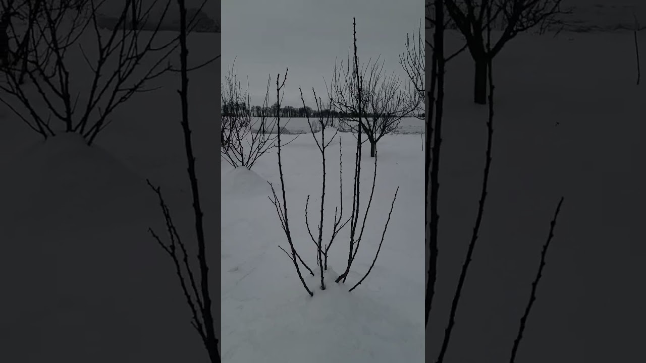Зимовий сад
