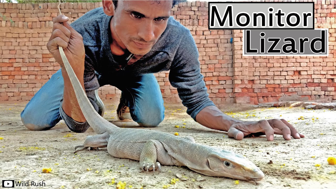 indian Monitor lizard |Goh