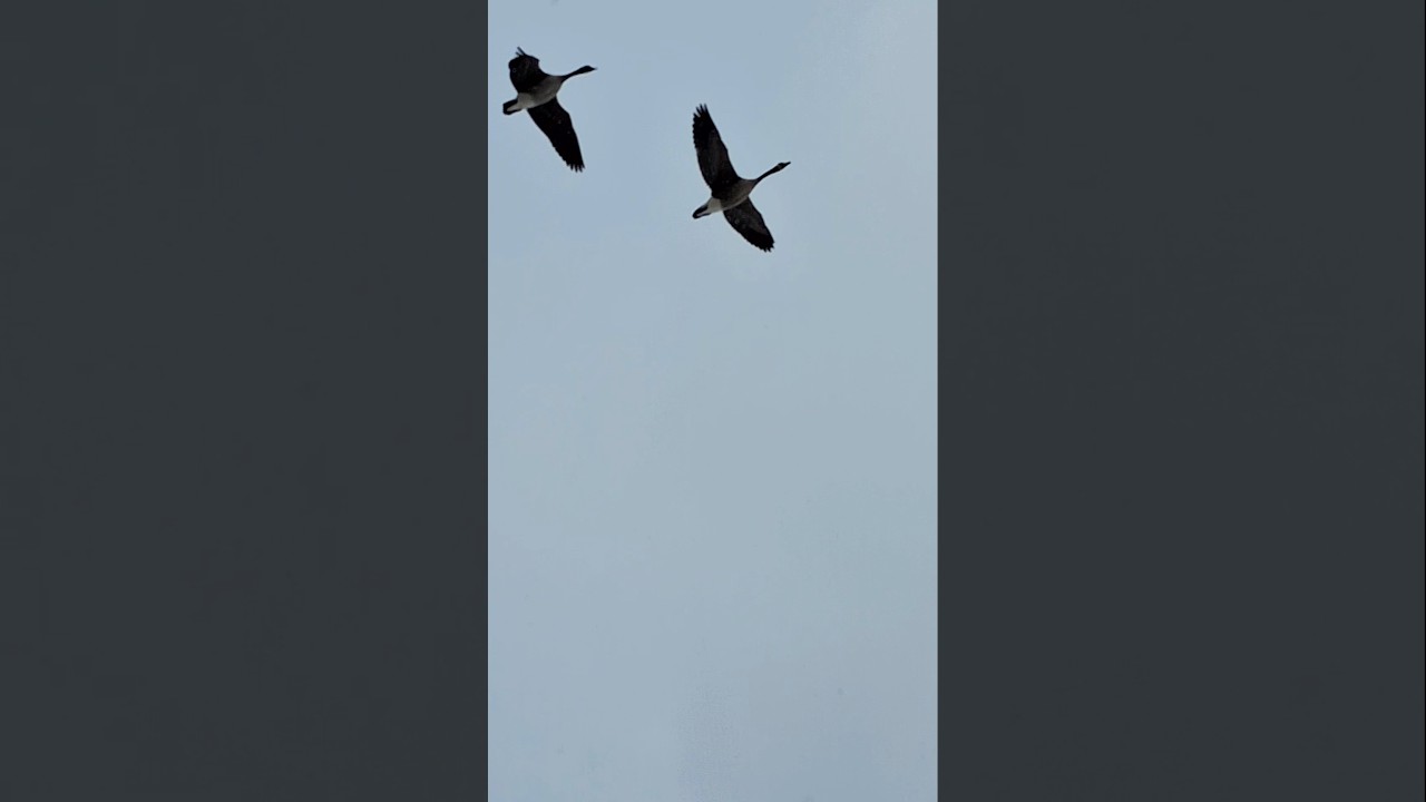 Canada Geese Flying Overhead, Thru the Snow. #Geese #CanadaGeese #Birds #Migration #Nature #Shorts.