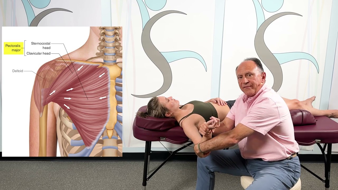 Pectoralis Major   One Minute Muscle Stretching