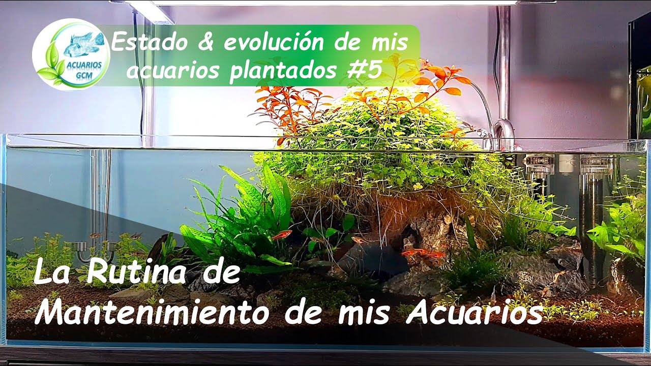 Estado y Evolución Acuarios Plantados #5: La RUTINA DE MANTENIMIENTO de MIS ACUARIOS
