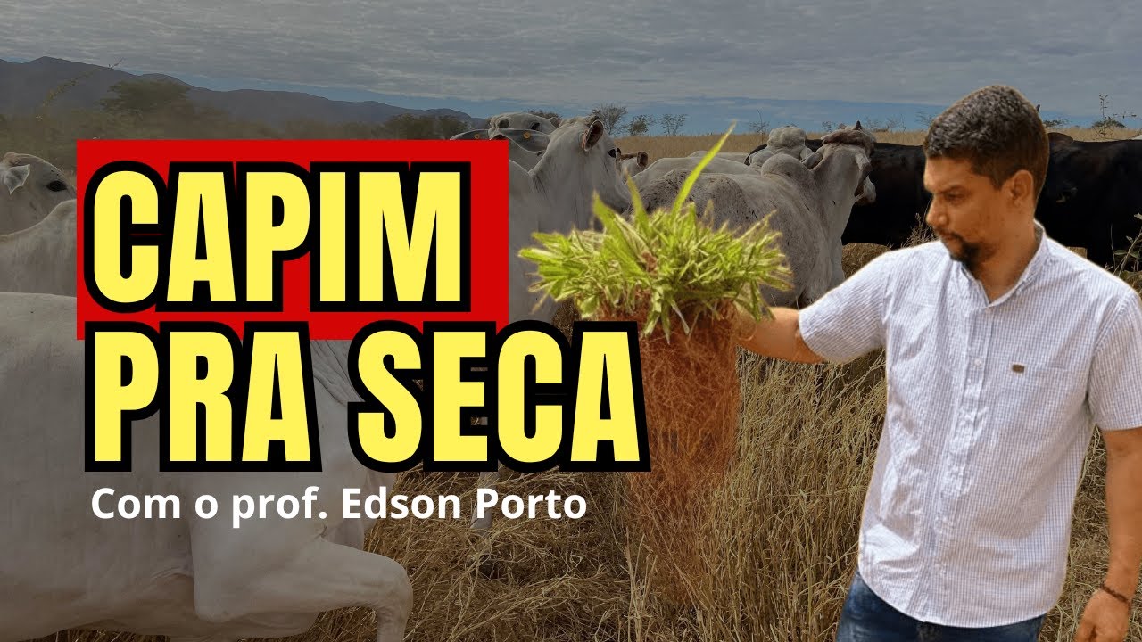 CAPIM pra SECA: Como Acertar na Escolha pra sua Pastagem