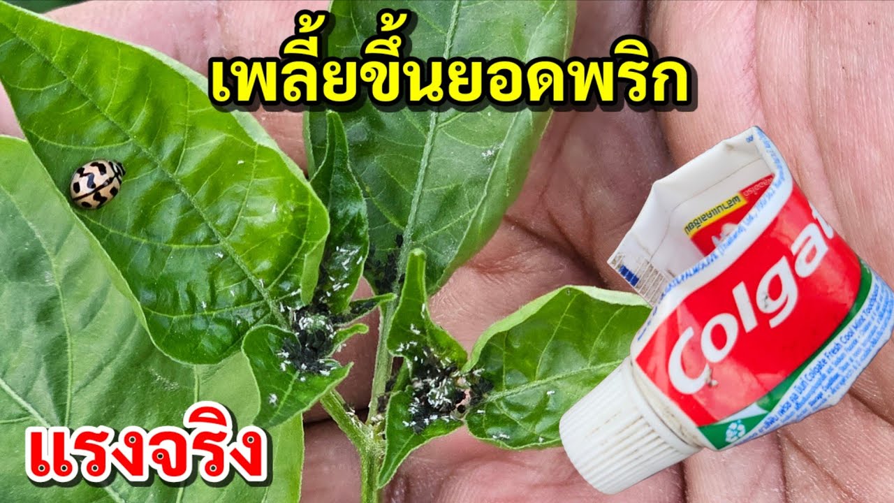 น่าทึ่ง!!เพลี้ยบนยอดพริกกำจัดง่ายๆไม่พึ่งสารเคมีเห็นผลจริงตั้งแต่ครั้งแรกที่ทำ 