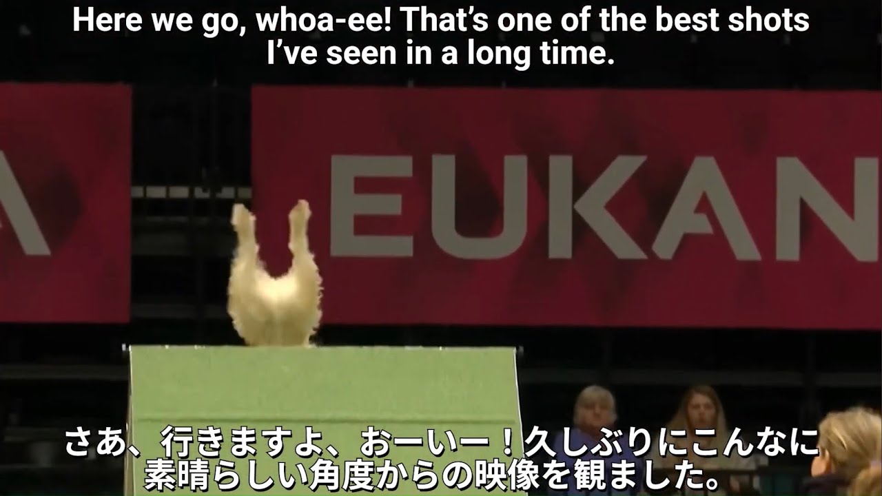 Olly the Jack Russell ジャックラッセルテリアのオリー君