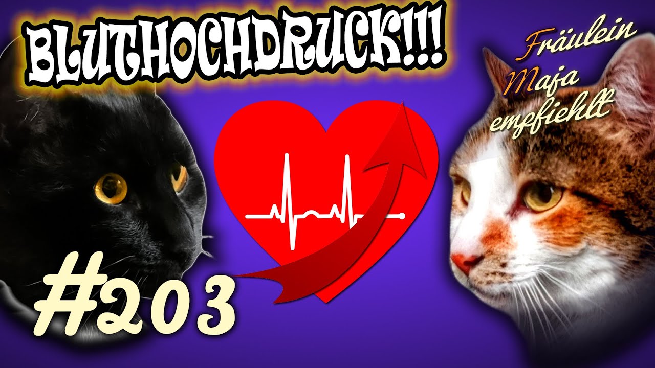 BLUTHOCHDRUCK BEI KATZEN | Zivilisationskrankheit oder Altersleiden - Majaempfiehlt Teil 203