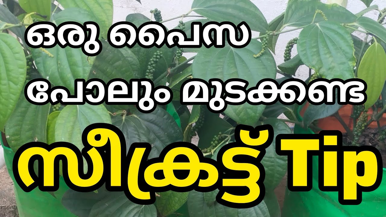 ഈയൊരു പൊടിക്കൈ പ്രയോഗിച്ചാൽ ചെടികളൊക്കെ നന്നായിട്ട് തഴച്ചു വളരും 
