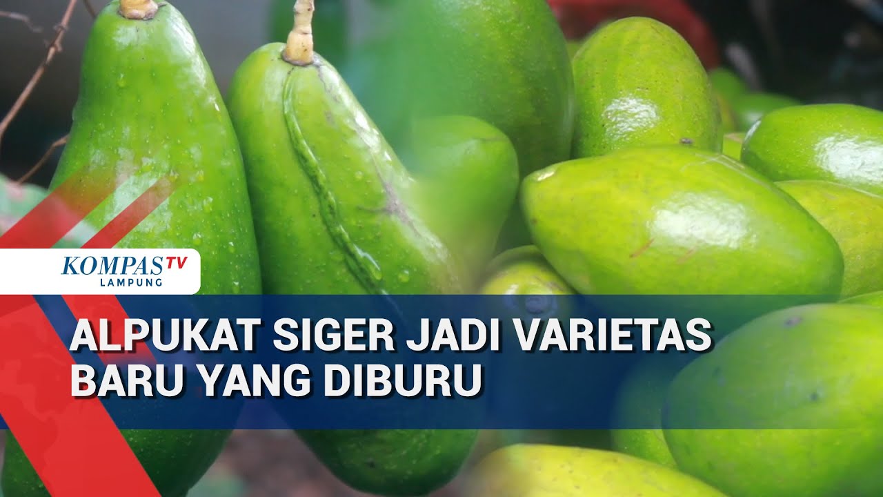 Alpukat Siger Jadi Varietas Baru yang Diburu