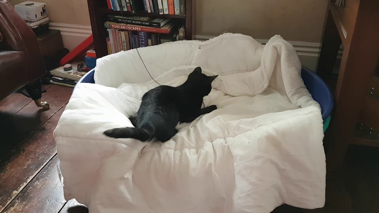 Rosie playing in the dog's bed for the first time!