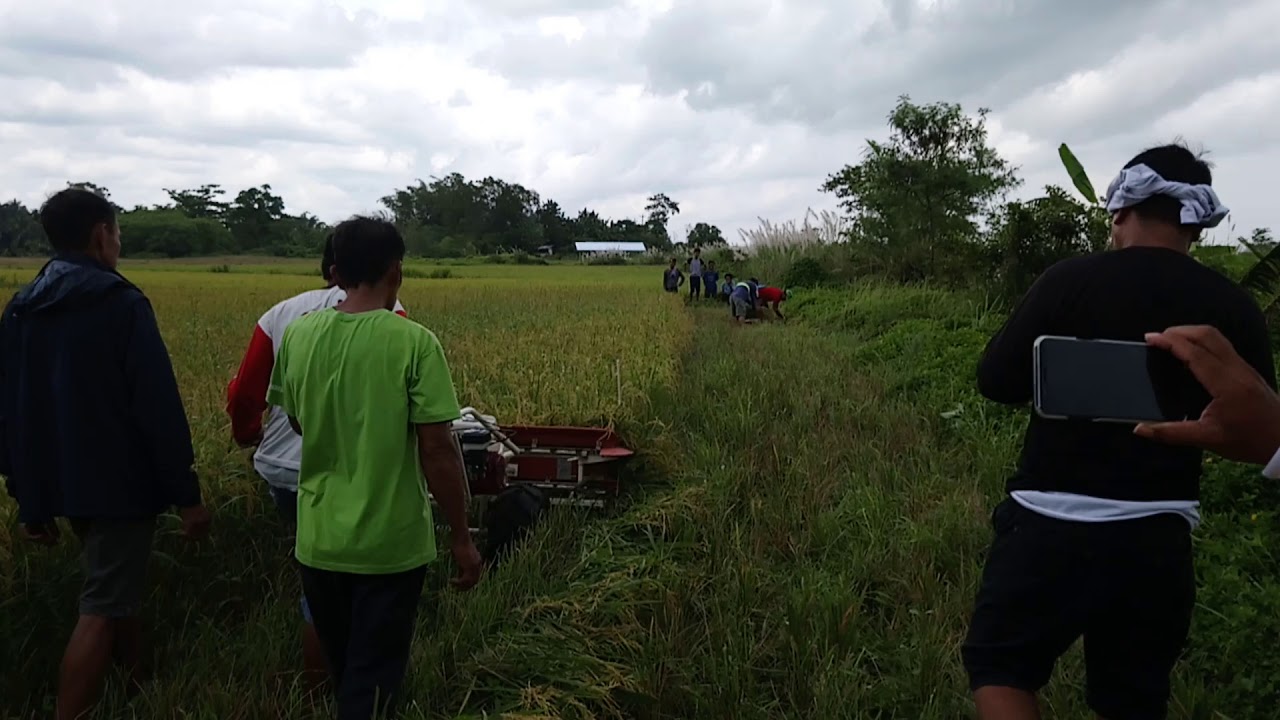 Rice Reaper TARO TR120 Demo Testing at Caluasan, Dagohoy, Bohol
