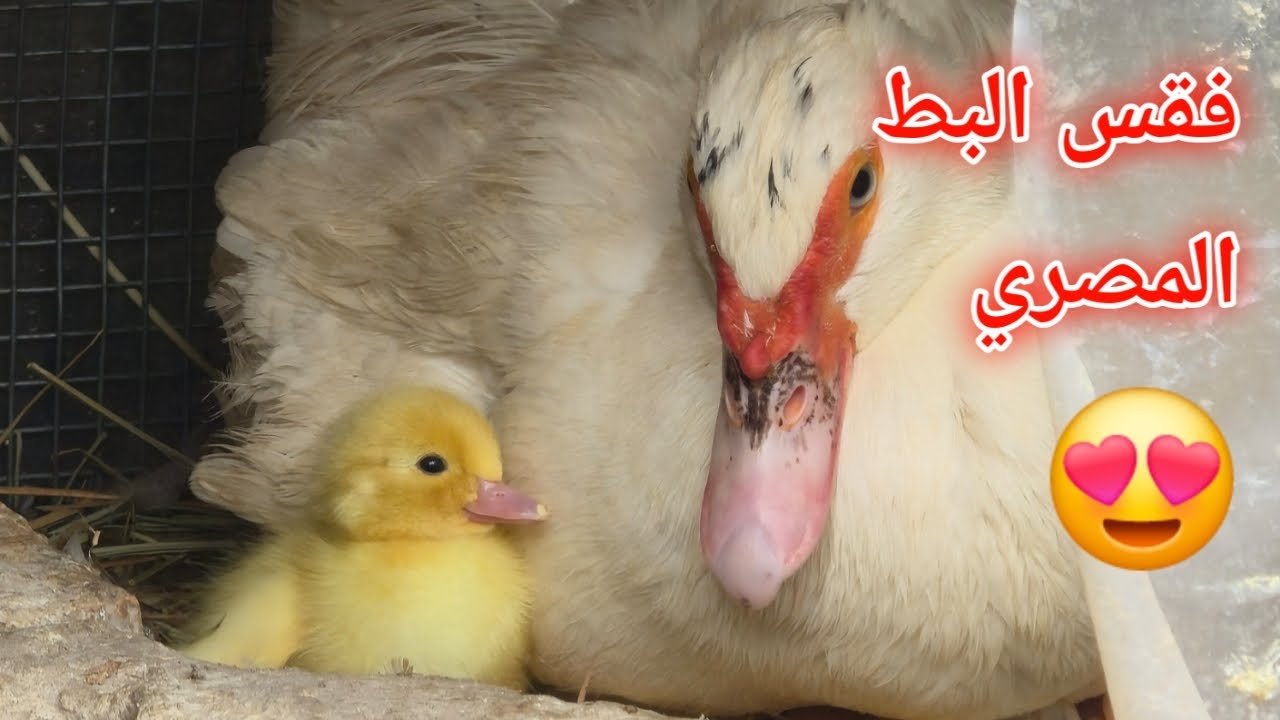 كل مايخص تربية البط المسكوفي او البش المصري