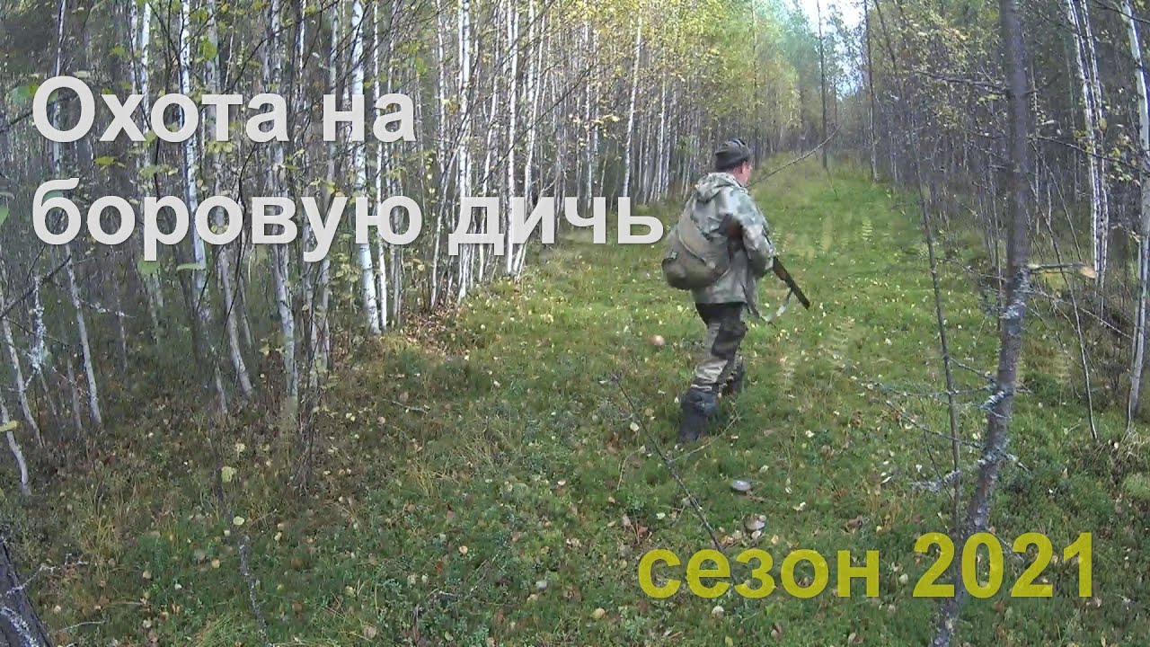 Охота на боровую дичь. Сезон 2021