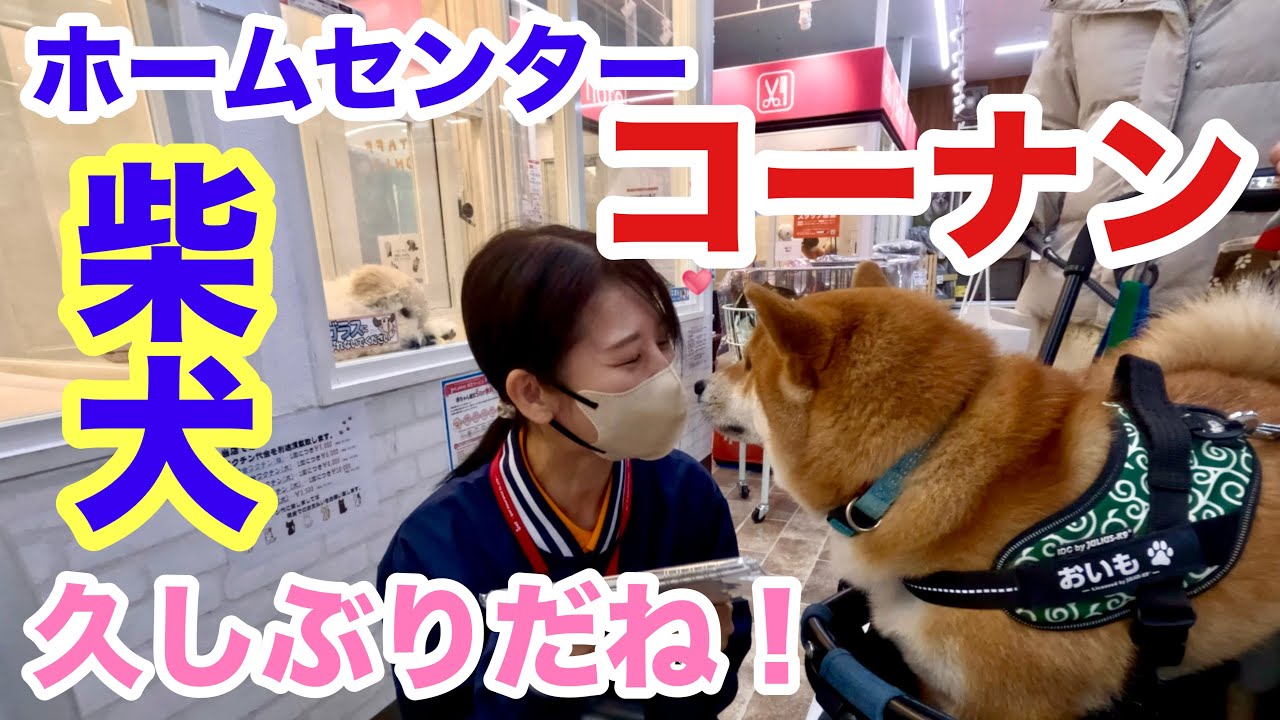【柴犬】コーナン、お姉さん会いたかったよ！