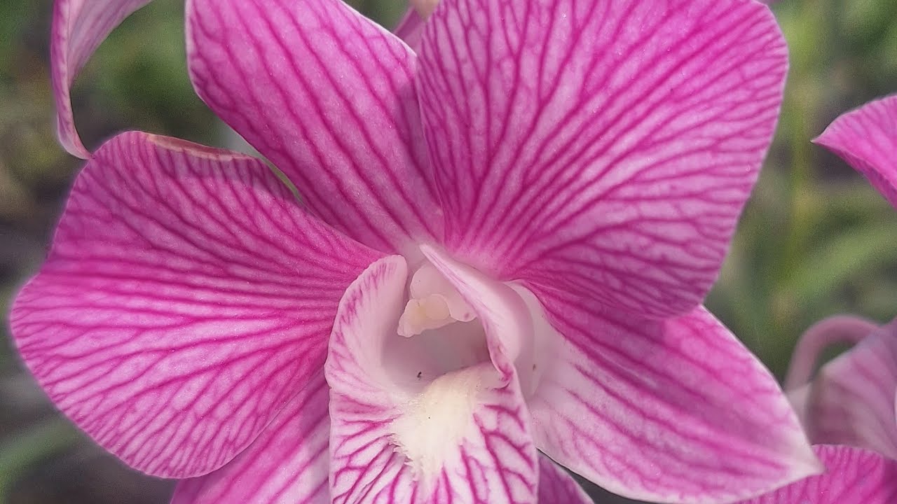 dendro nụ 0986 561 486