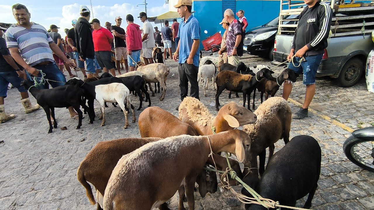 FEIRA DE ANIMAIS DE PUXINANÃ-PB SEGUNDA FEIRA 09/02/2026