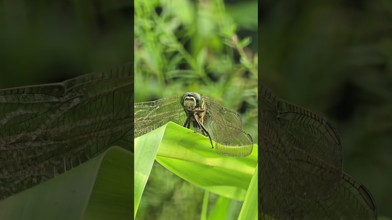 Dragonfly Beauty 🪰✨ | Raw Nature Photography Short | WBJ | #shorts #photographyshorts #WBJ