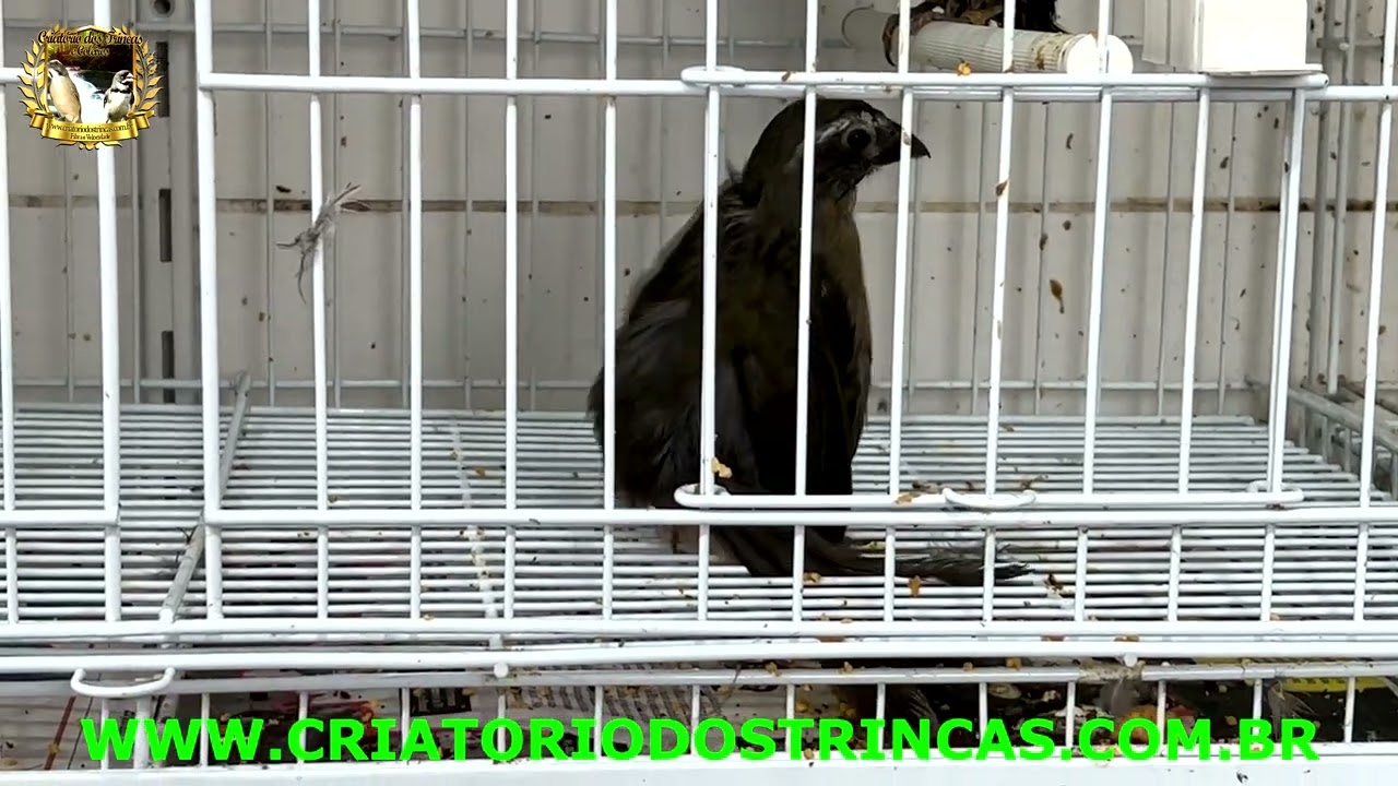 Trinca Ferro no fundo da Gaiola Sentando em cima do Rabo, Descubra o Motivo