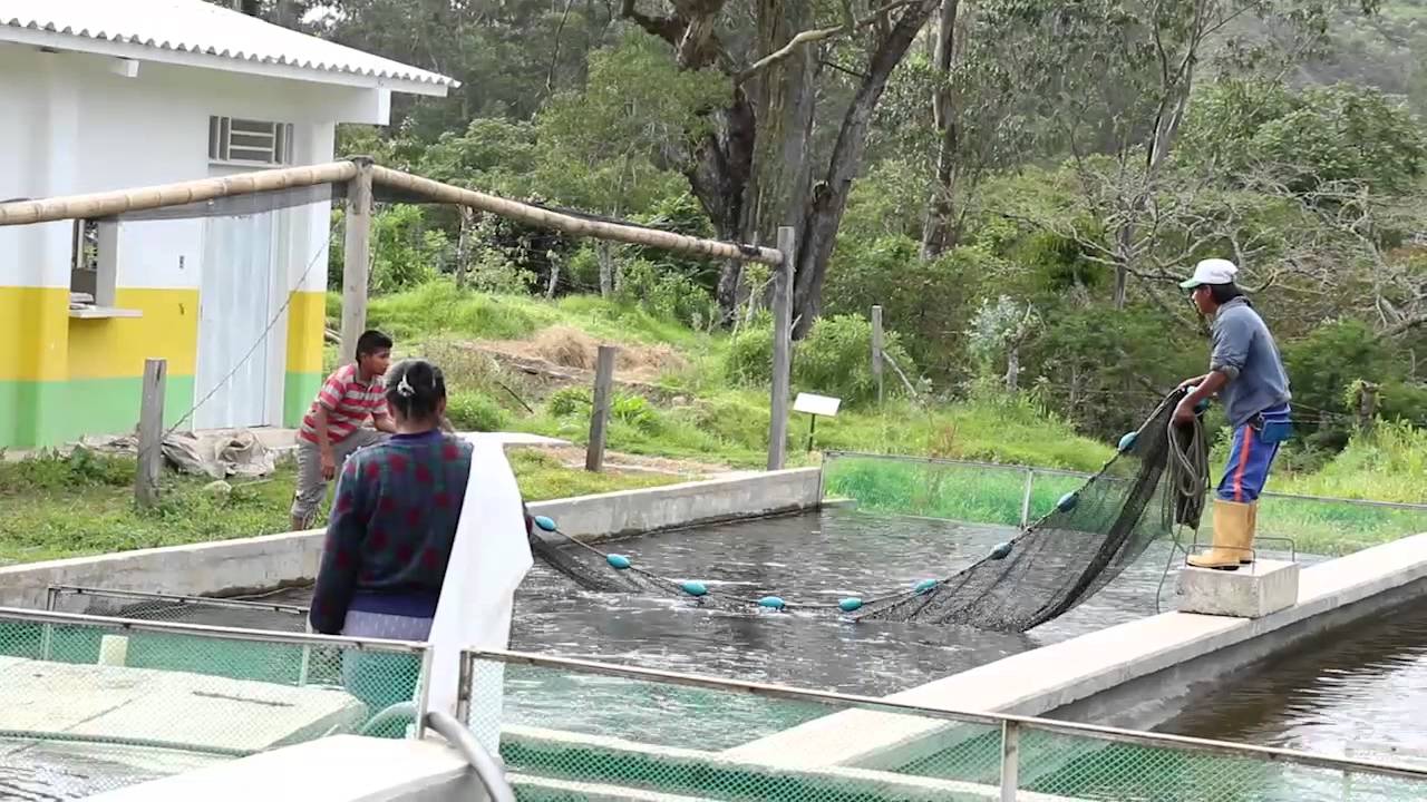 Producción de Trucha Ambientalmente Sostenible