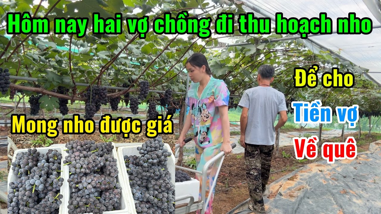 [106] hôm nay vợ chồng em đi thu hoạch nho 🍇 mong nho được giá cao 😊