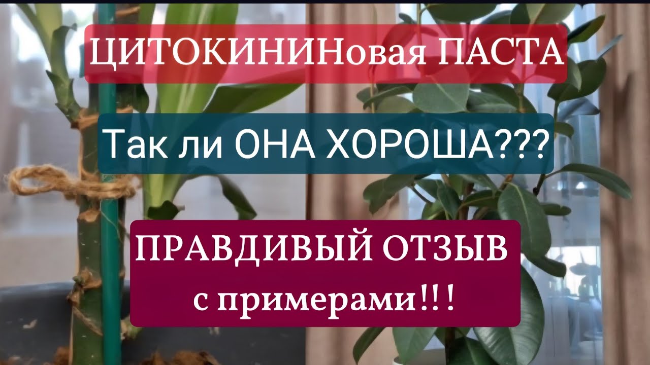 Цитокининовая паста на фикусах и драцене. Неоправданные риски и низкая эффективность 08.08.2025г.