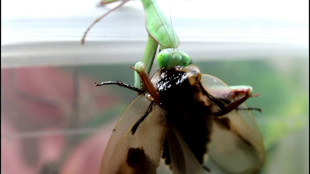 Giant mantis vs cockroaches / mante g&eacute;ante vs blatte