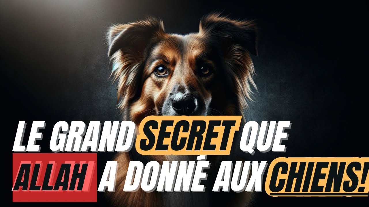 LES MYSTERES INCROYABLES  DES CHIENS DANS L'ISLAM
