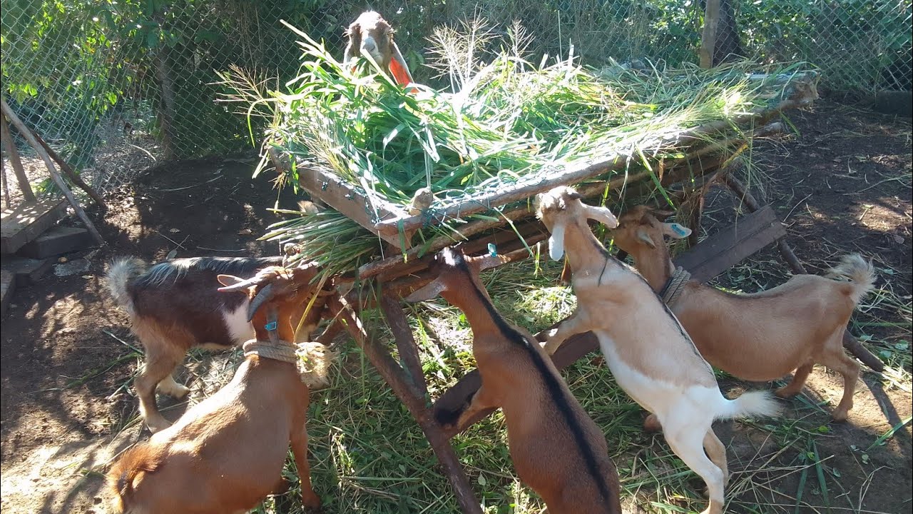 GOAT FARMING IN JAMAICA 2023 || ETHIC BOSS & SISTER PETRA || STEPS TO TAKE WHEN STARTING A GOAT FARM