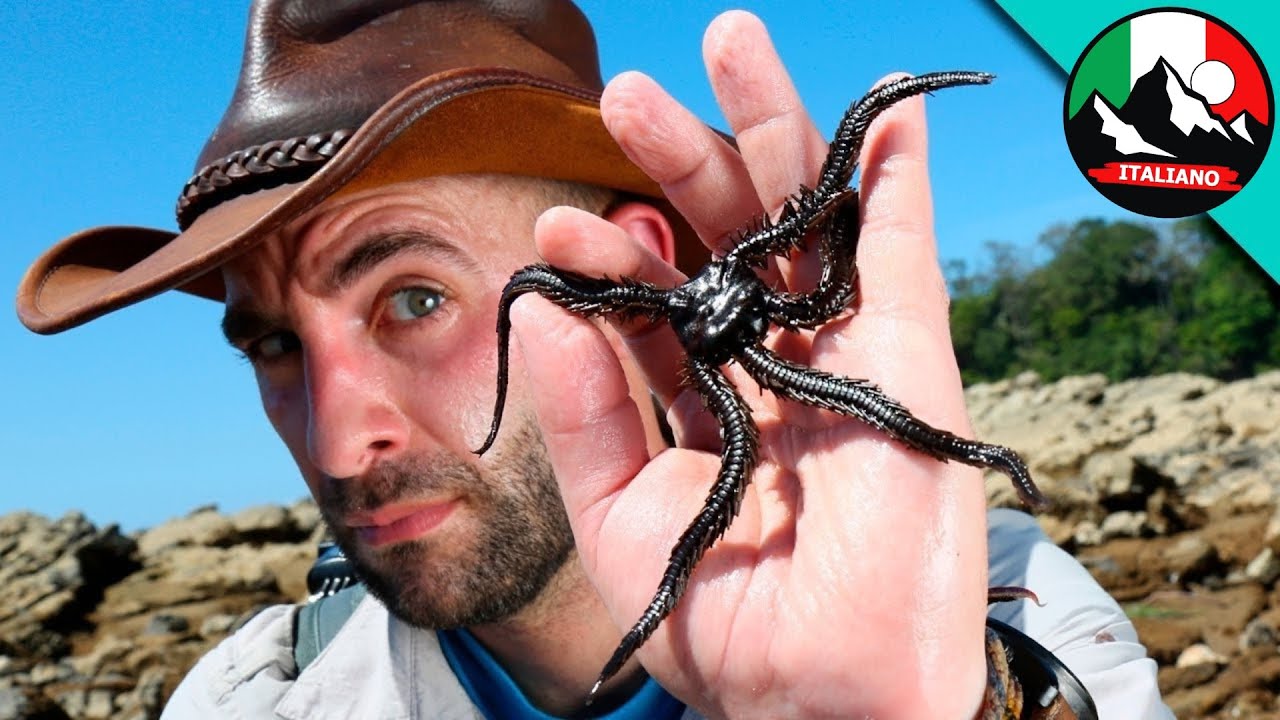 LE CREATURE MARINE PI&Ugrave; TERRIBILI | Brave Wilderness Italiano