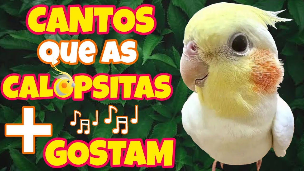 Os 4 CANTOS que as CALOPSITAS Mais gostam e aprendem! Top 4 CANTOS que Elas Adoram! 🎶🦜