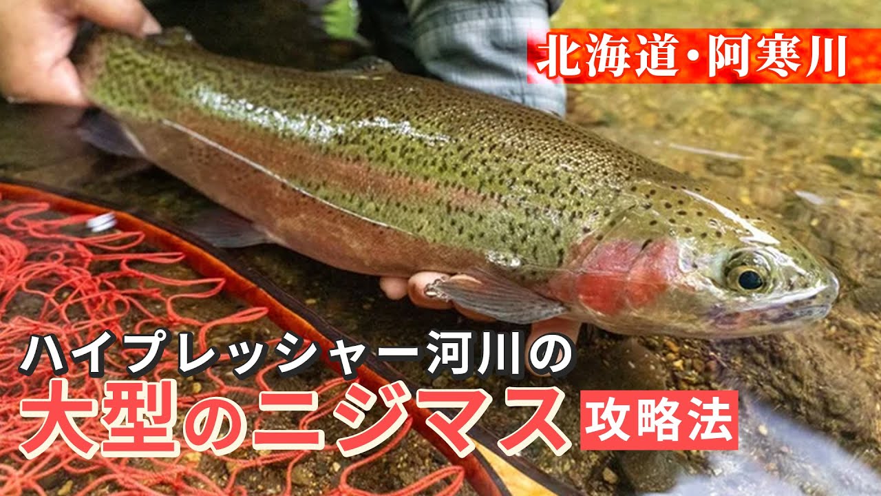 【渓流釣り】北海道の美しい渓流で50cmオーバーのトラウトを釣る【ニジマス】